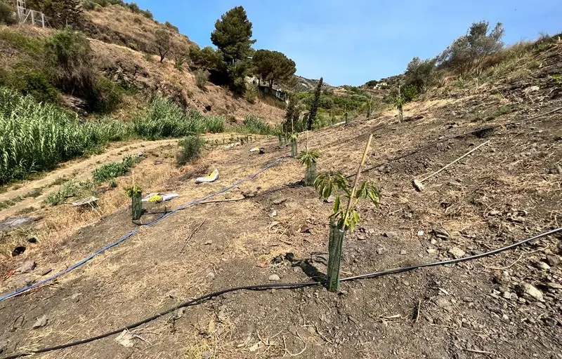 Terreno Rustico a la venta en Torrox - R2884769