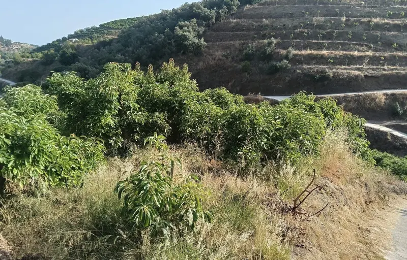 Terreno Rustico a la venta en Frigiliana - R5244268